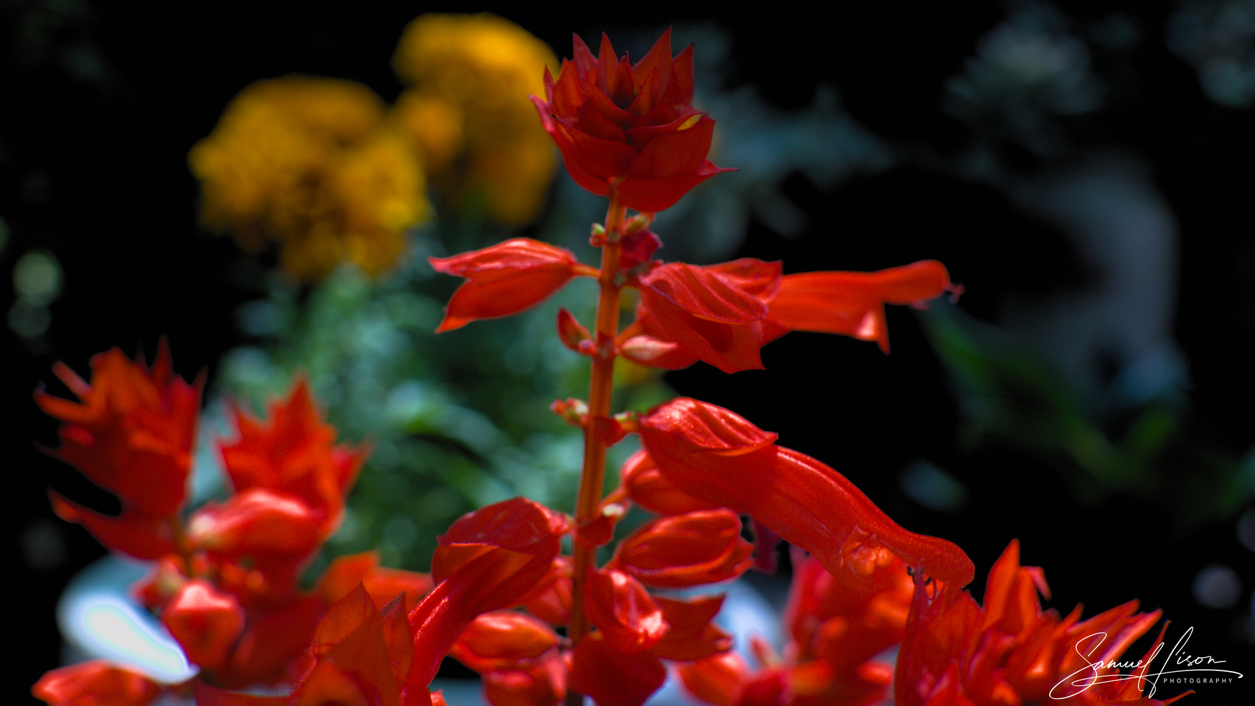 Brightly colored red flowers are in sharp focus with blurred yellow flowers in the background.