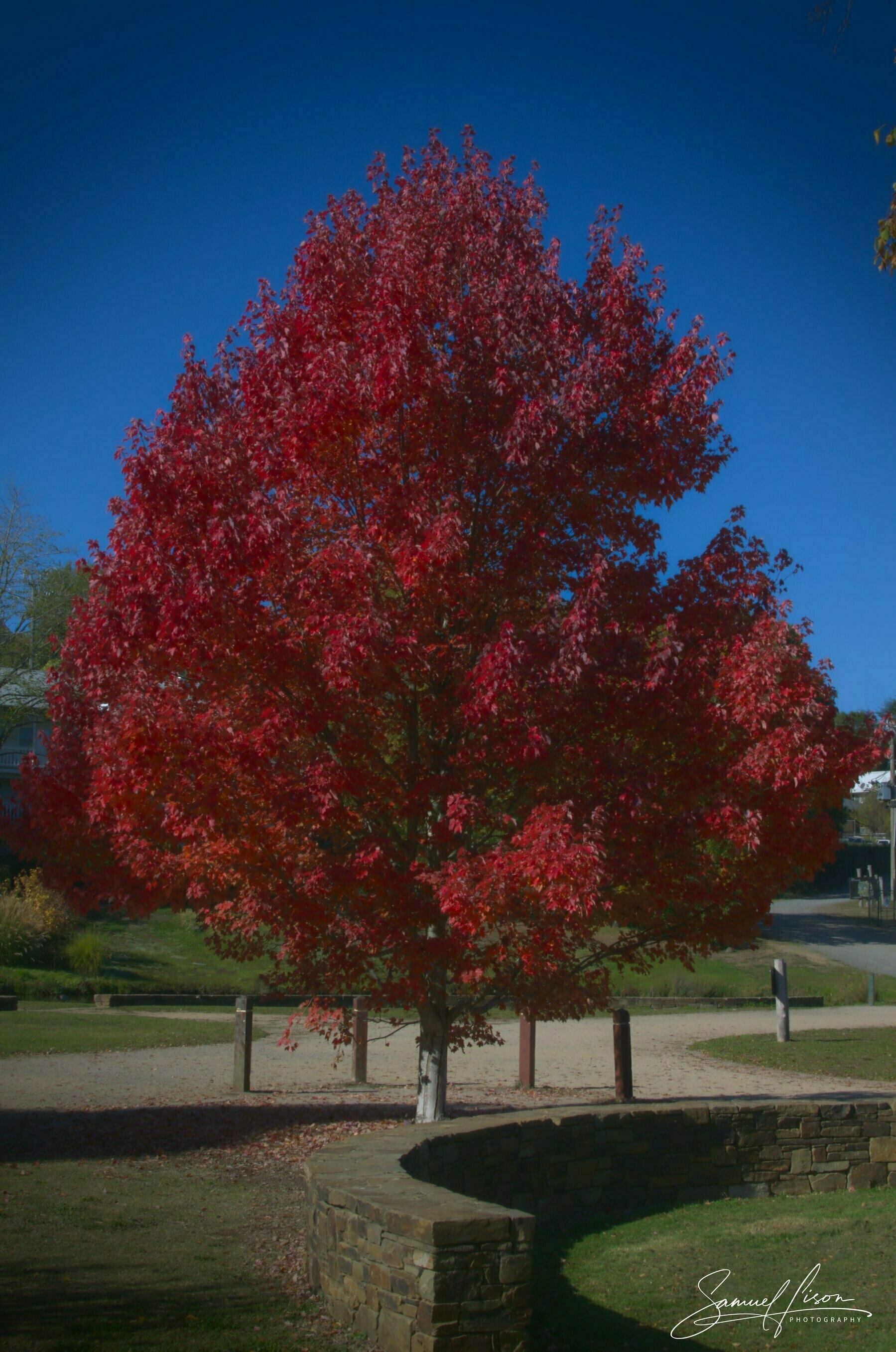 A vibrant red-leafed tree stands in a park setting under a clear blue sky.