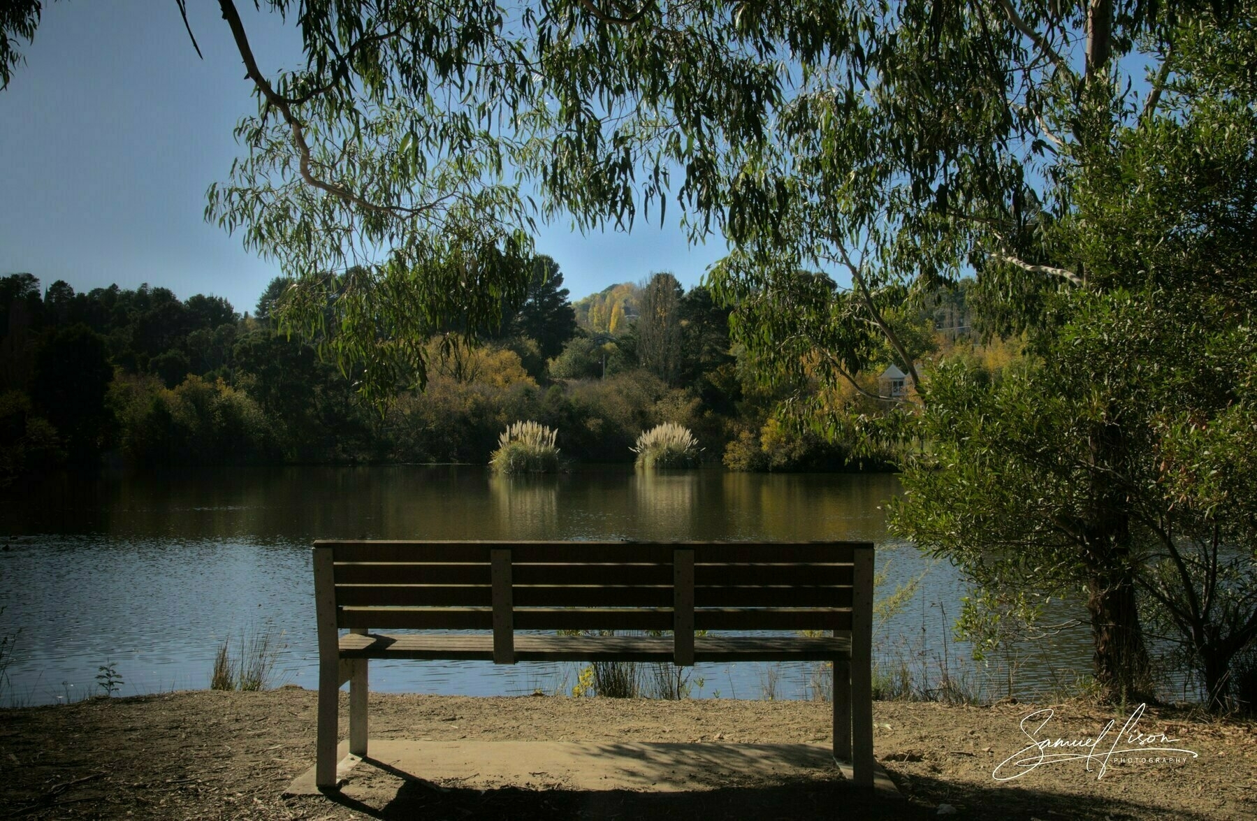 A wooden bench is situated under leafy trees, overlooking a tranquil lake with vegetation on the opposite shore.