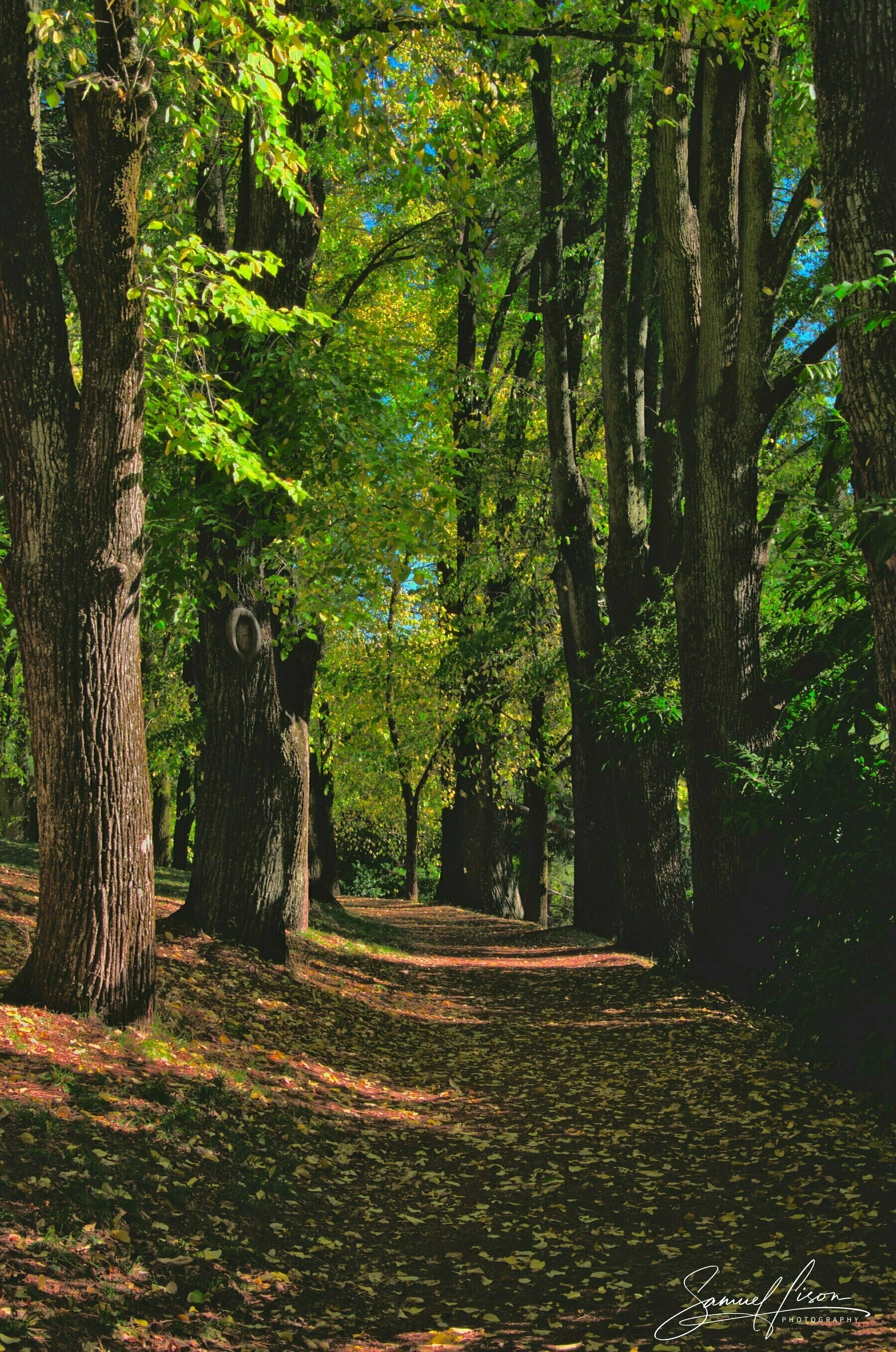 A serene forest pathway is surrounded by tall trees with leaves turning shades of green and yellow.