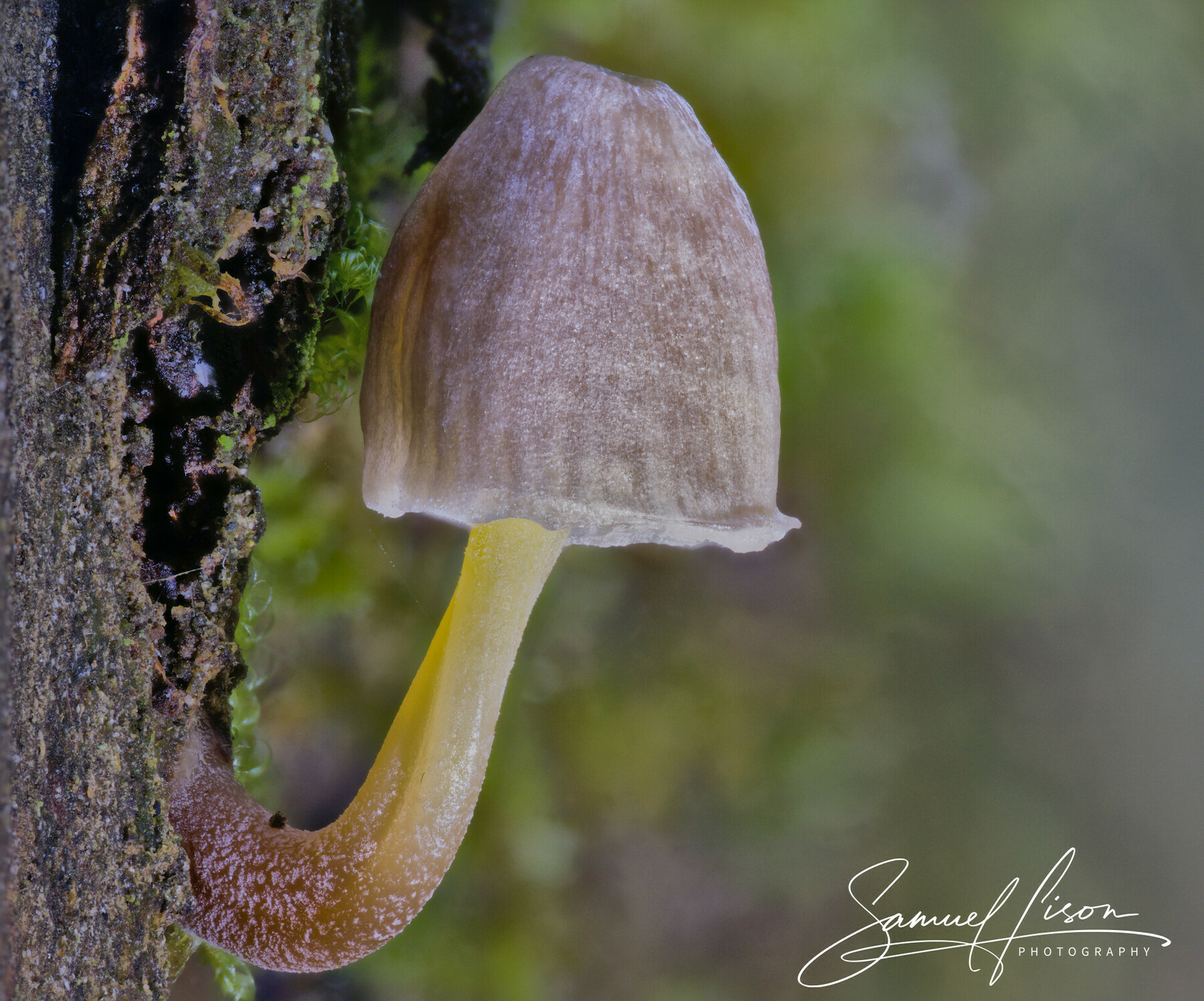 Yellowleg Bonnet Mushroom Featured Image