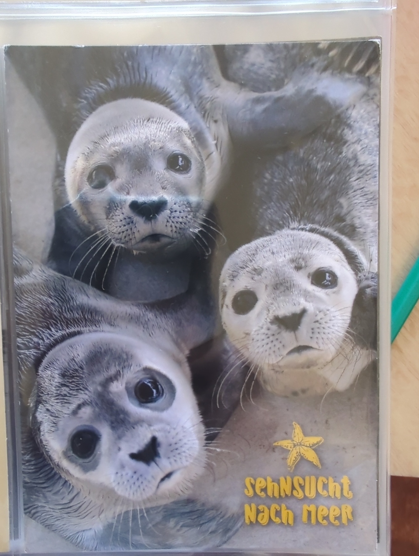 Three seals with curious expressions are closely gathered, with the text "Sehnsucht nach Meer" and a starfish graphic below them.