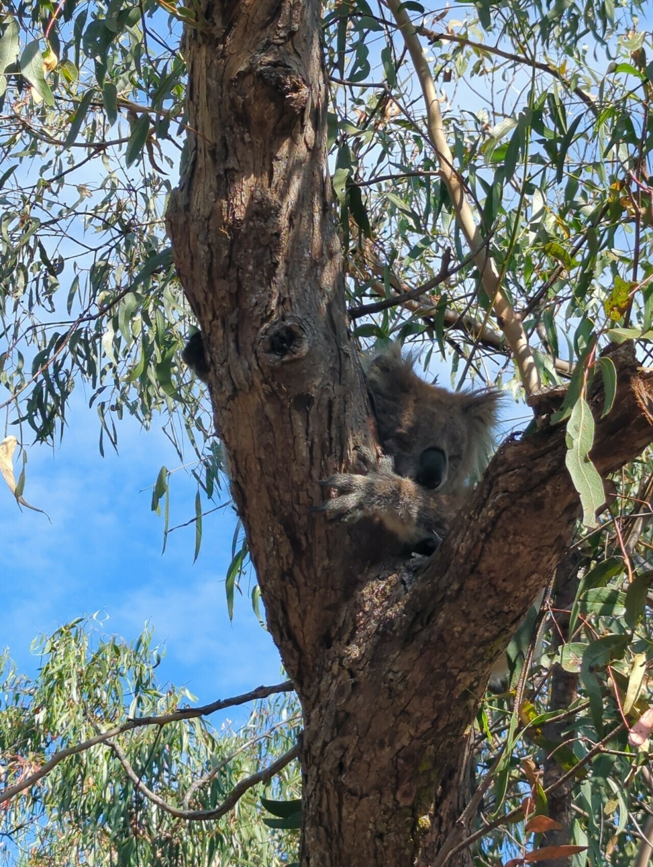 Koala - Raymond Island Photo of a sleeping koala in a tree.