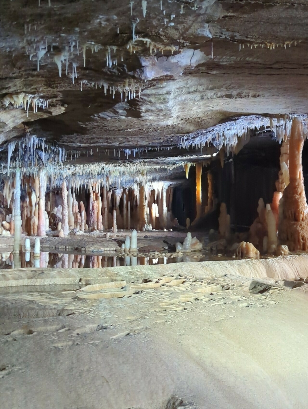 Buchan Caves Inside a limestone cave, with numerous thin stalactites hanging from the ceiling and stalagmites rising from the floor. The cave features reflective pools and smooth, wavy flowstone deposits along the ground and walls, all illuminated by soft lighting.