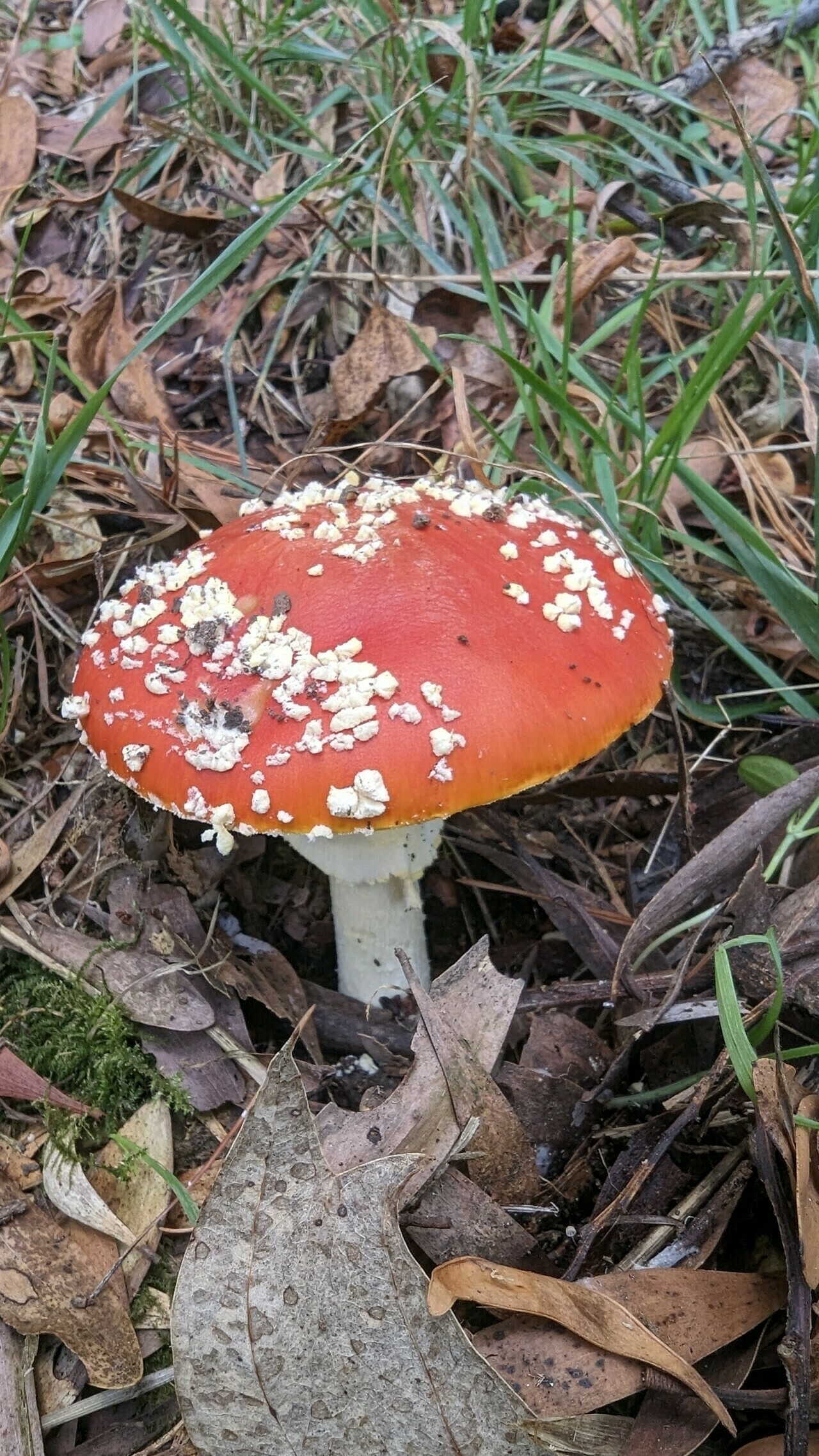 A red and white spotted mushroom is growing amidst fallen leaves and grass. This is an Amanita Muscaria.