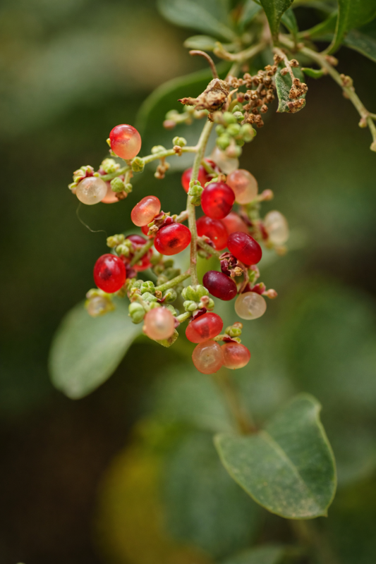 A cluster of red and pink berries is hanging from a plant with green leaves.
