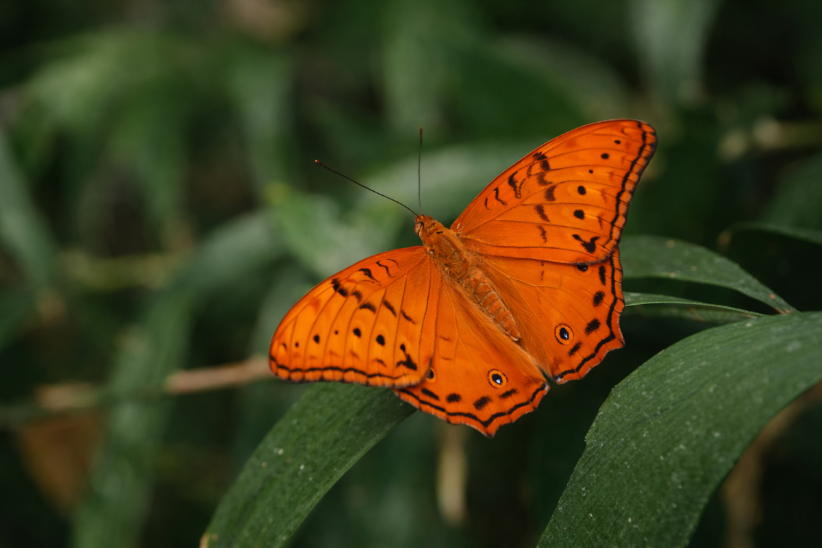 A vibrant orange butterfly with black markings is perched on a green leaf.