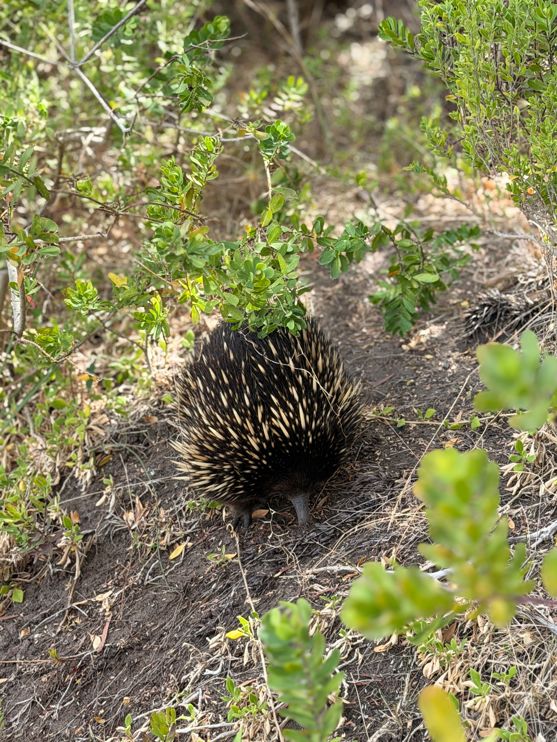 Featured Image for Samuel Lison