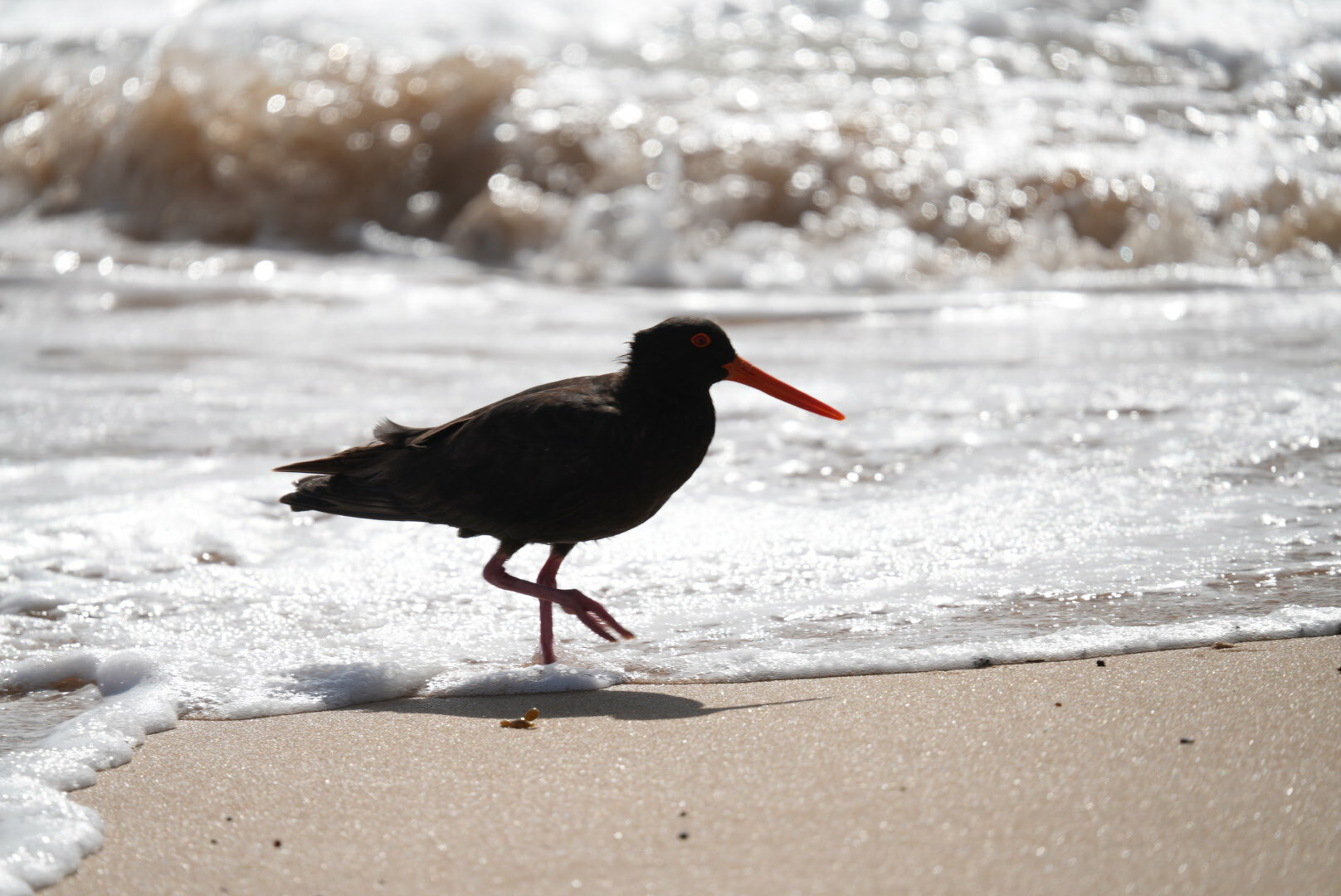 Featured Image for Samuel Lison